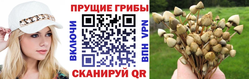 Купить закладки  Нижний Новгород  Галлюциногенные грибы GOLDEN TEACHER 